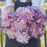 Dahlia 'Labyrinth Twotone'