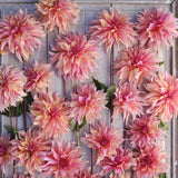 Dahlia 'Labyrinth'