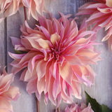 Dahlia 'Labyrinth'
