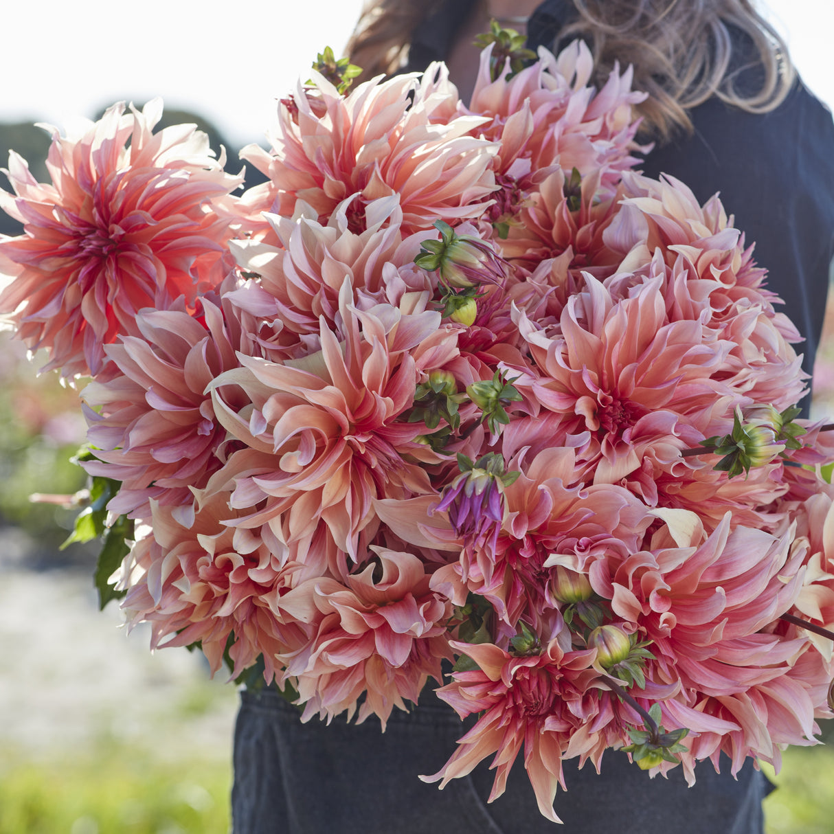 Dahlia 'Labyrinth'