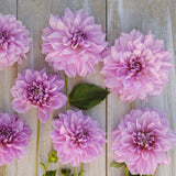 Dahlia 'Lavender Perfection'