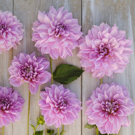 Dahlia 'Lavender Perfection'