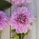 Dahlia 'Lavender Perfection'