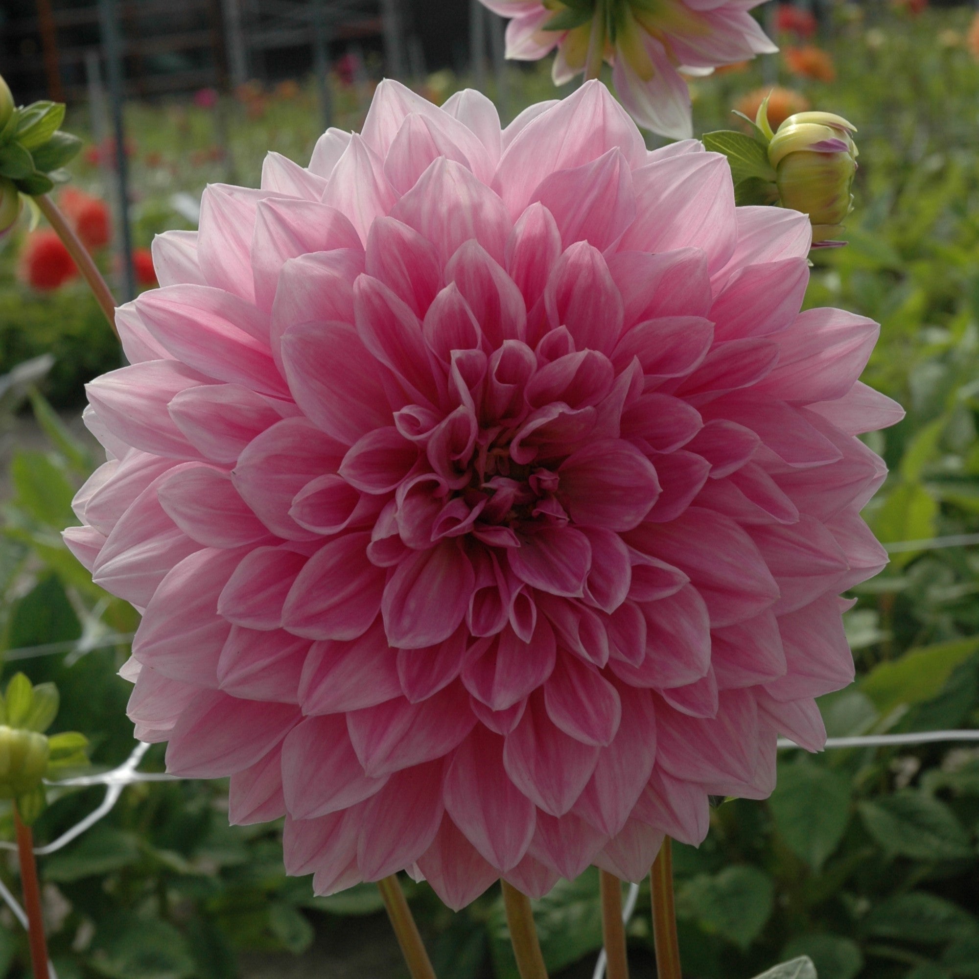 Dahlia 'Lavender Perfection'