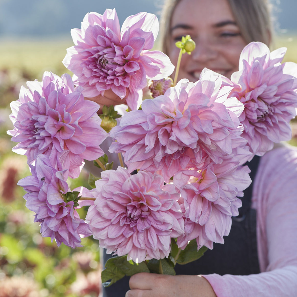 Dahlia 'Lavender Perfection'