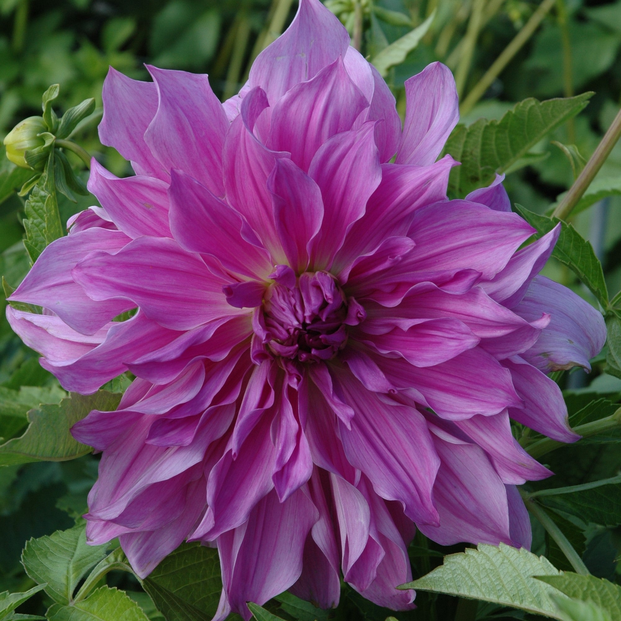 Dahlia 'Lavender Ruffles'