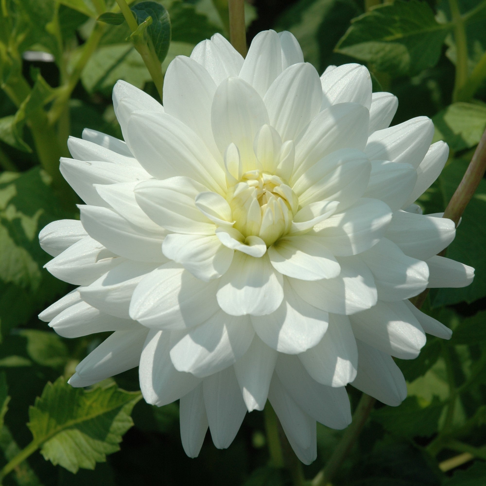 Dahlia 'Le Castel'