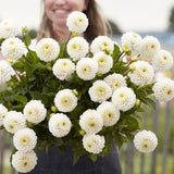 Dahlia 'Light Wizard'