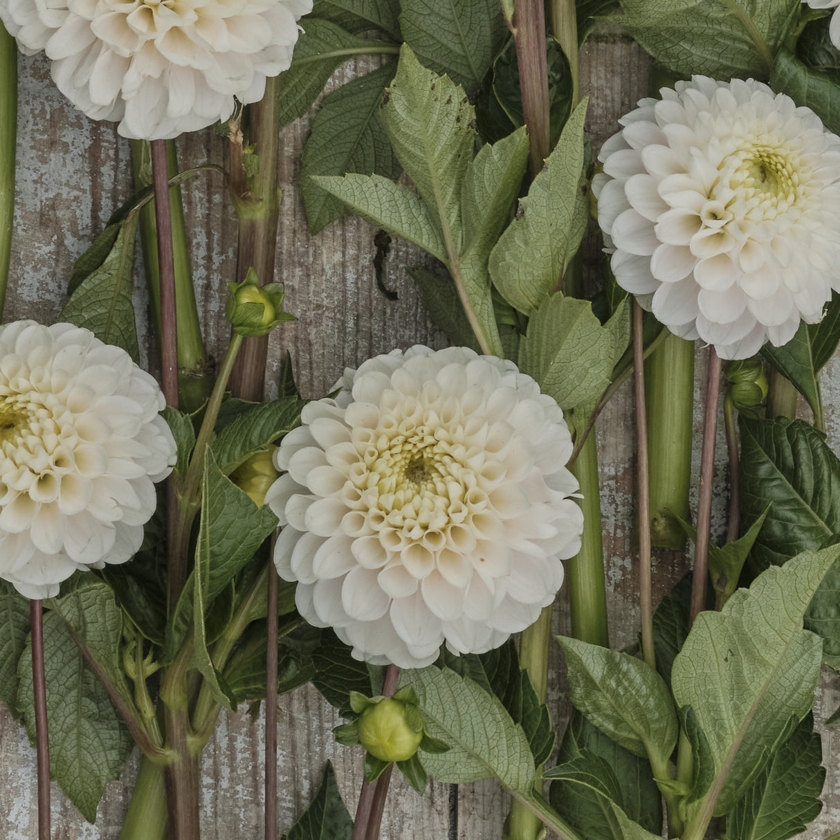 Dahlia 'Light Wizard'