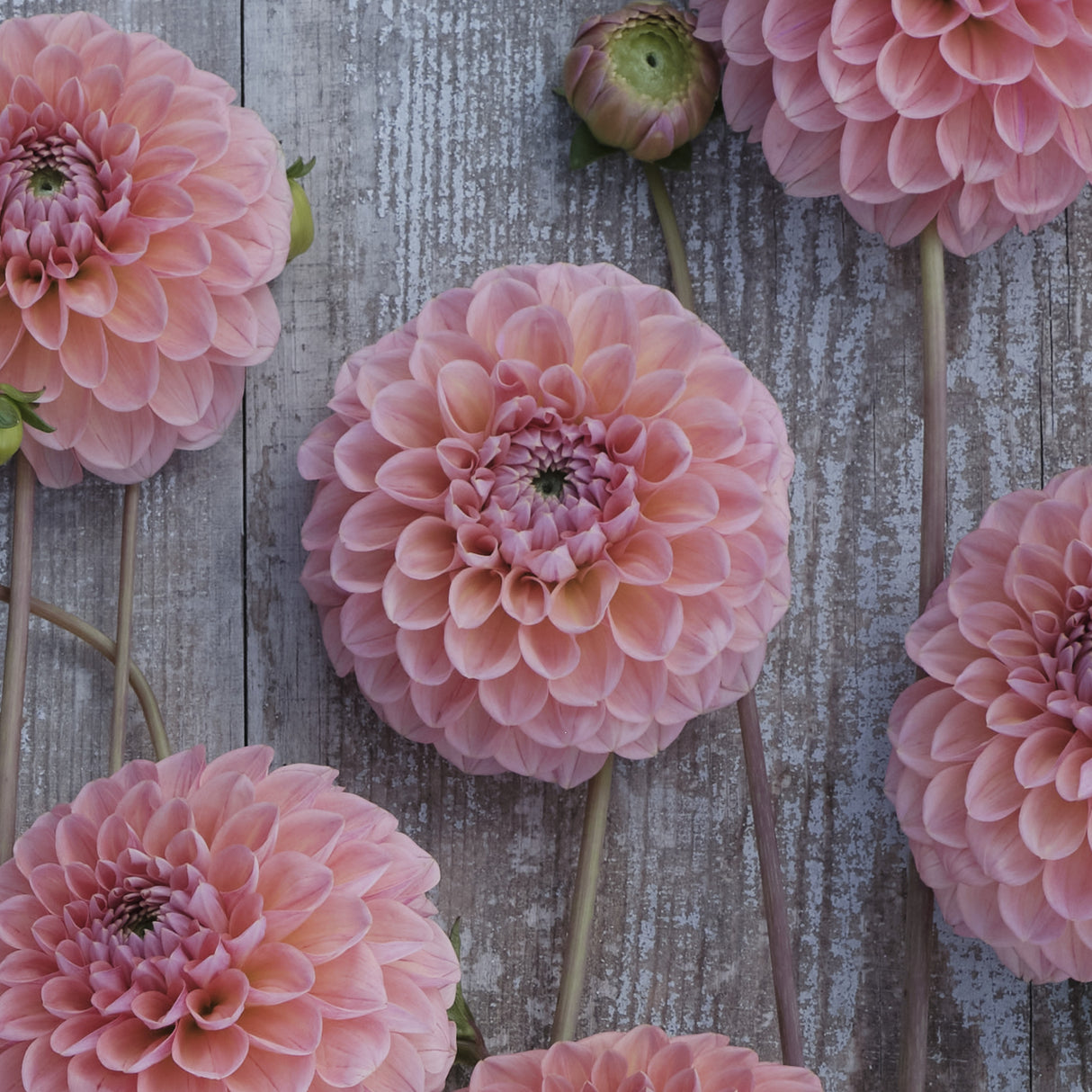 Dahlia 'Linda's Baby'