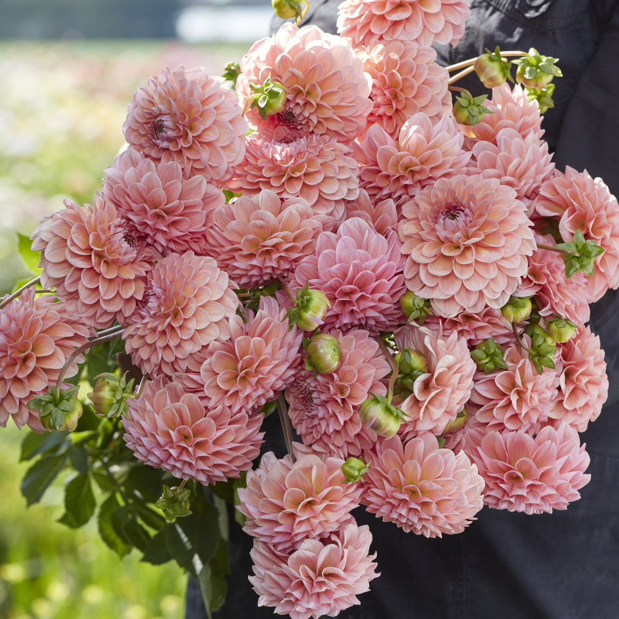 Dahlia 'Linda's Baby'