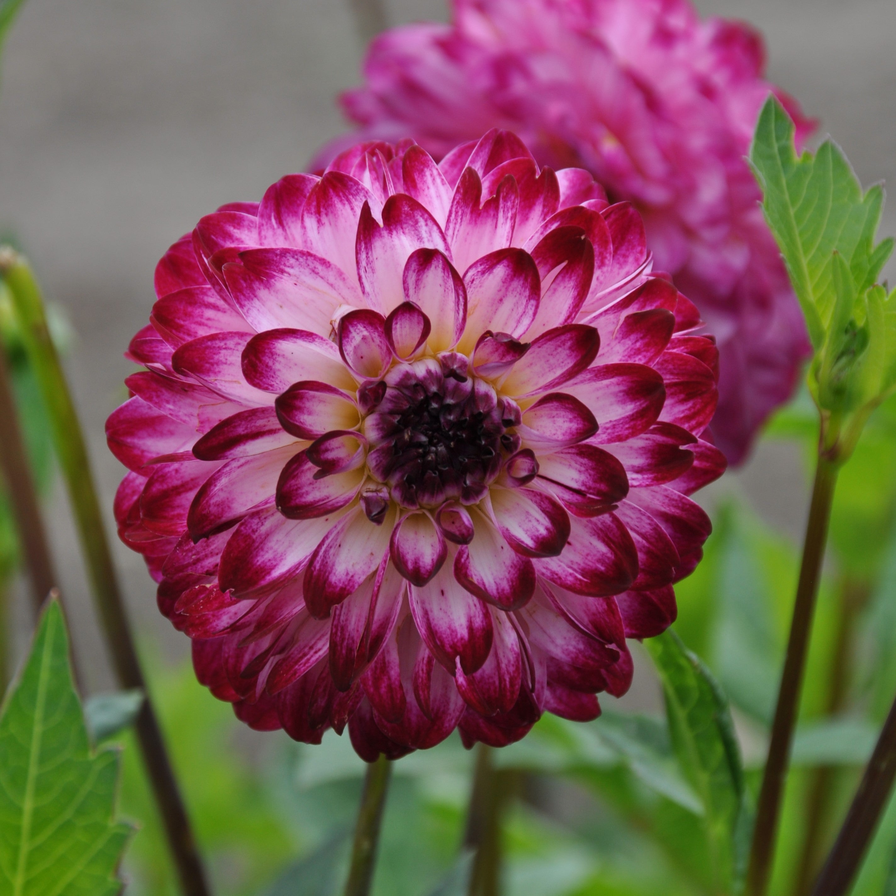 Dahlia 'Little Robert'