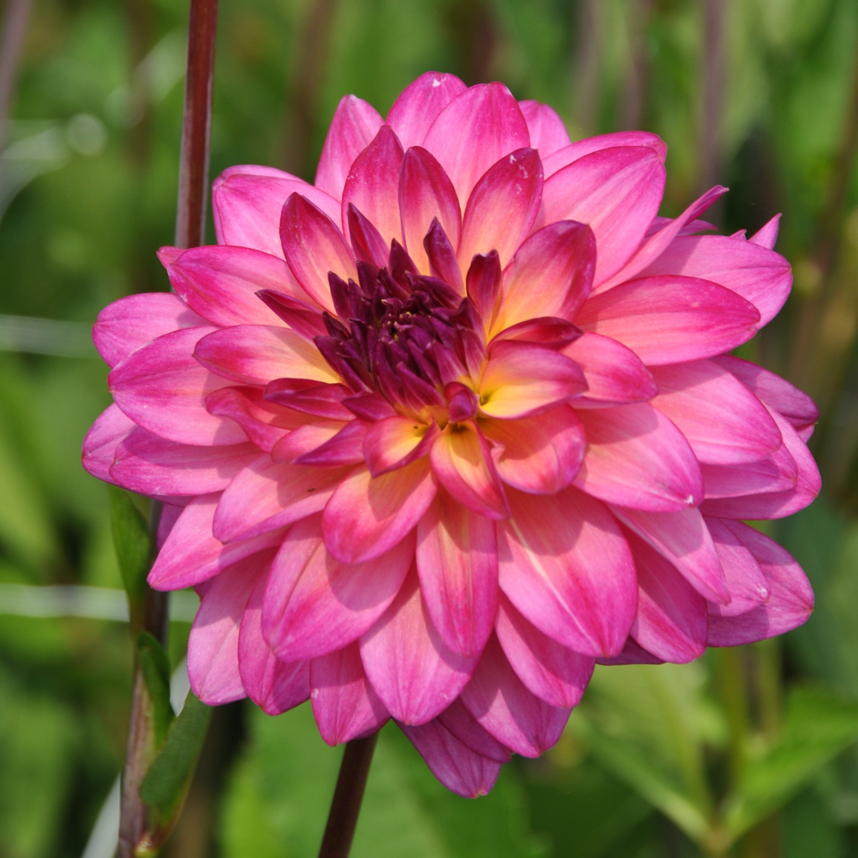 Dahlia 'Loe's'