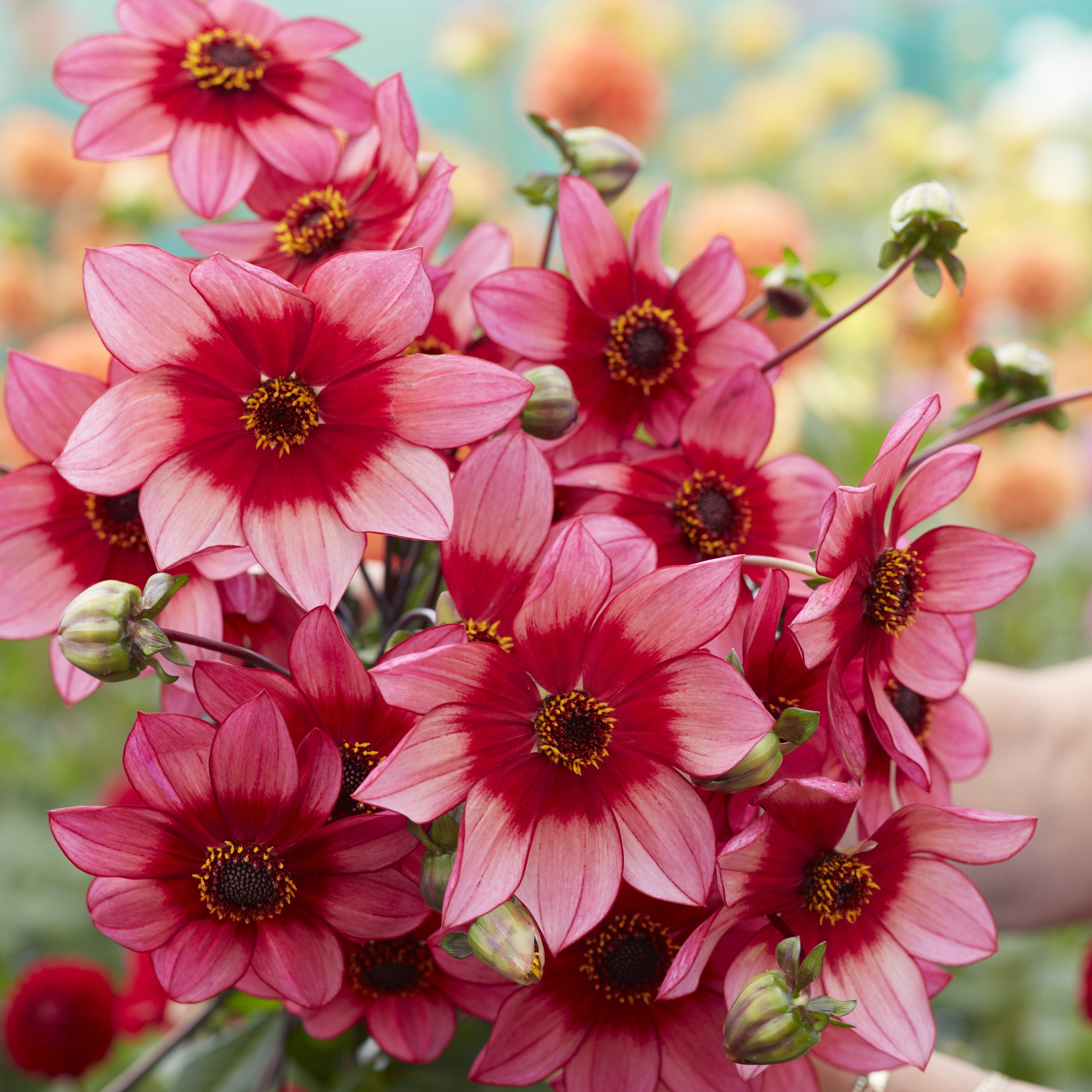 Dahlia 'Lou Farman'