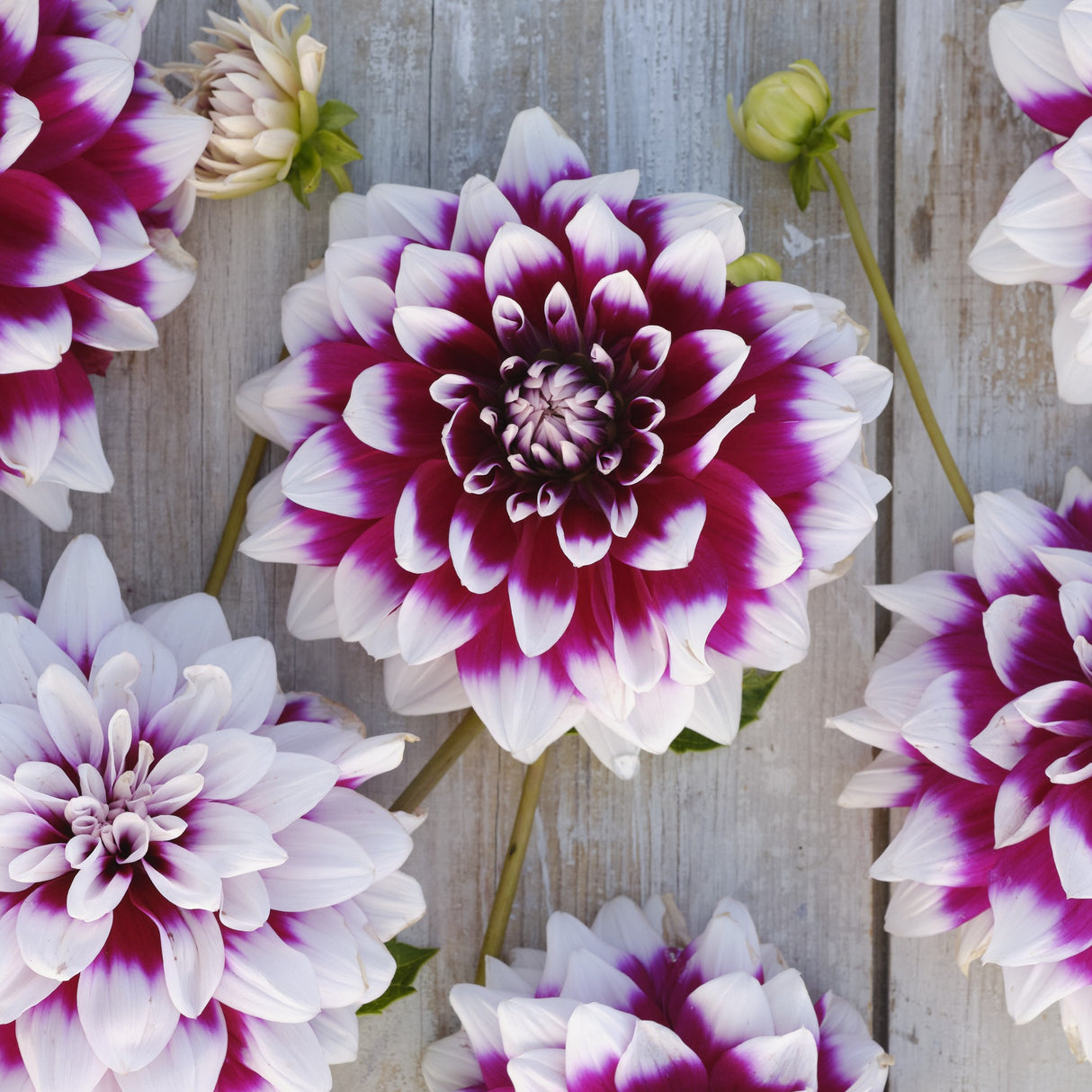 Dahlia 'Louis Walcher'