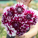 Dahlia 'Louis Walcher'