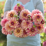 Dahlia 'Madame Antoinette'