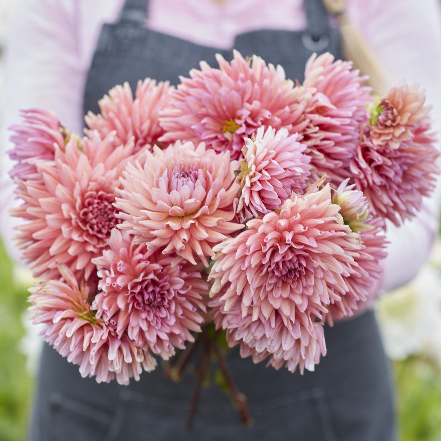 Dahlia 'Madeleine'