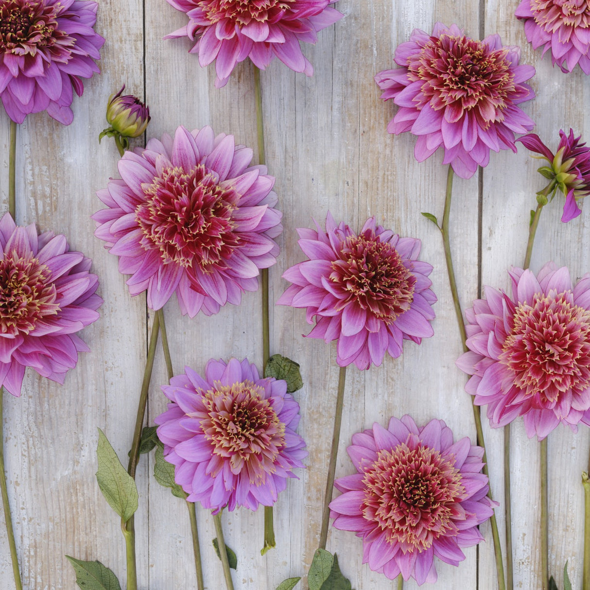 Dahlia 'Mambo'