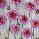 Dahlia 'Mambo'