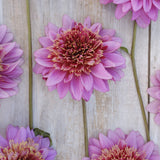 Dahlia 'Mambo'