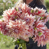 Dahlia 'Mango Madness'