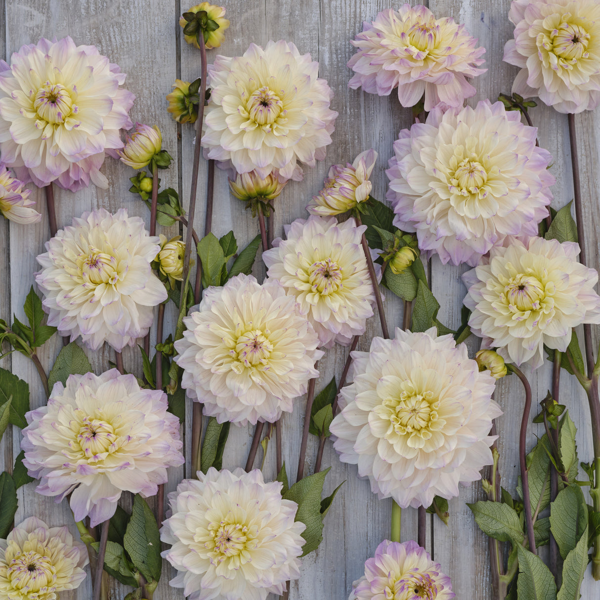 Dahlia 'Masterclass'