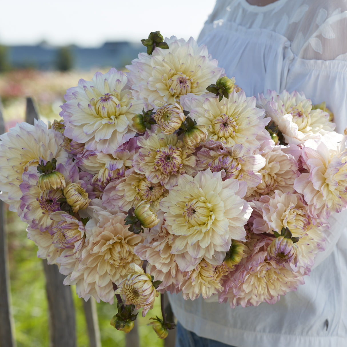 Dahlia 'Masterclass'