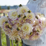 Dahlia 'Masterclass'