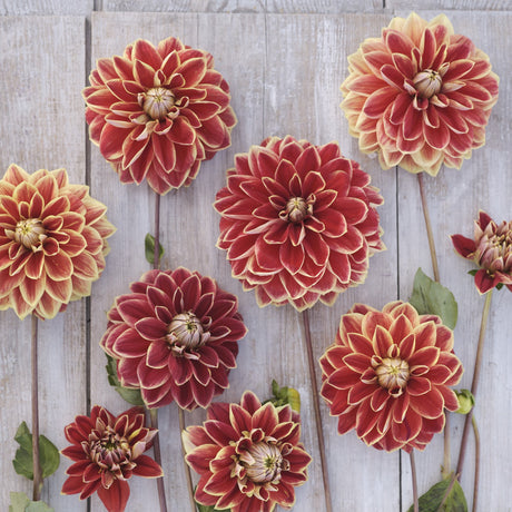 Dahlia 'Maxime'
