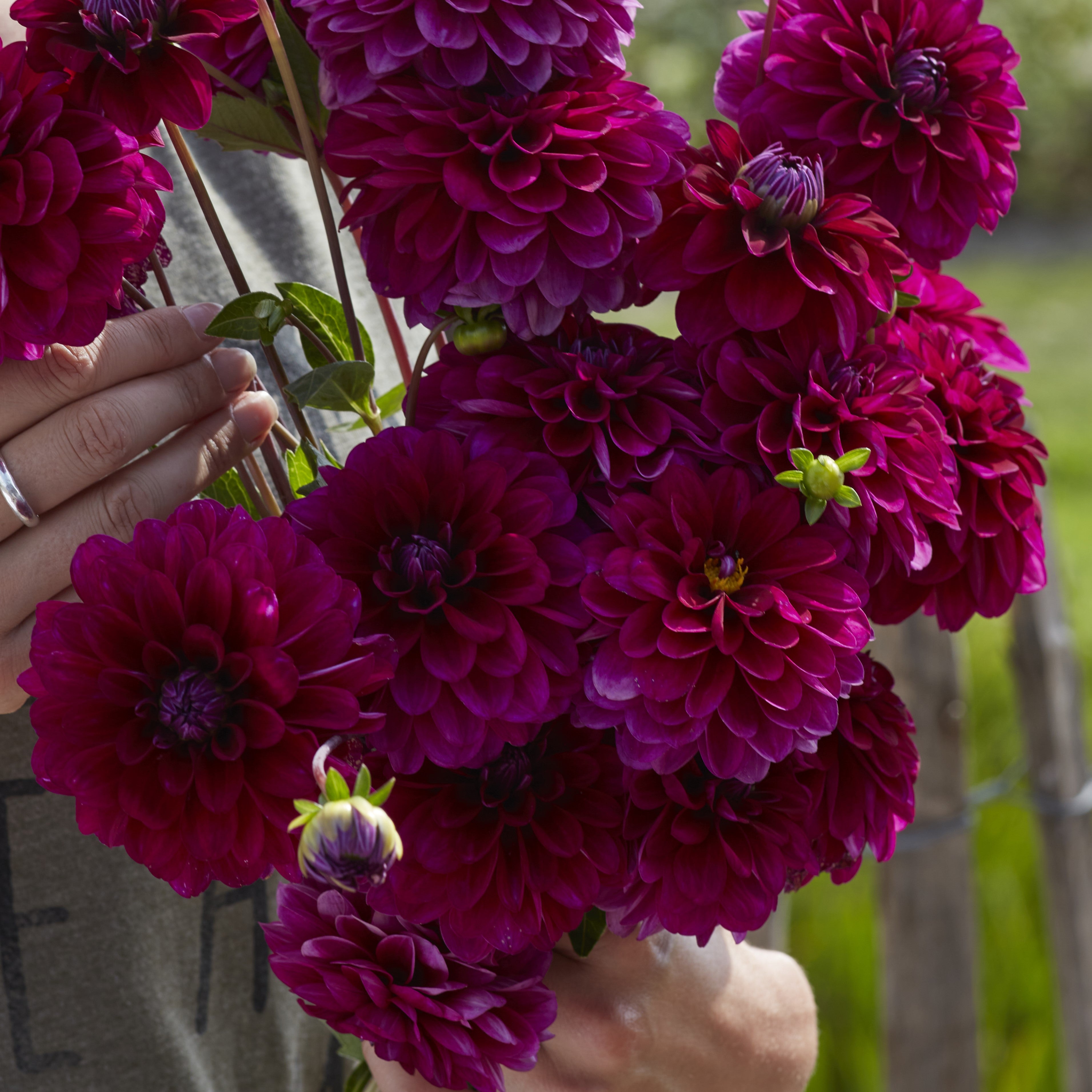 Dahlia 'Melchior'