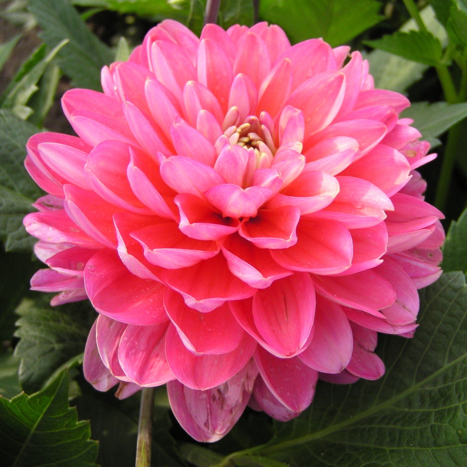 Dahlia Melody 'Allegro'