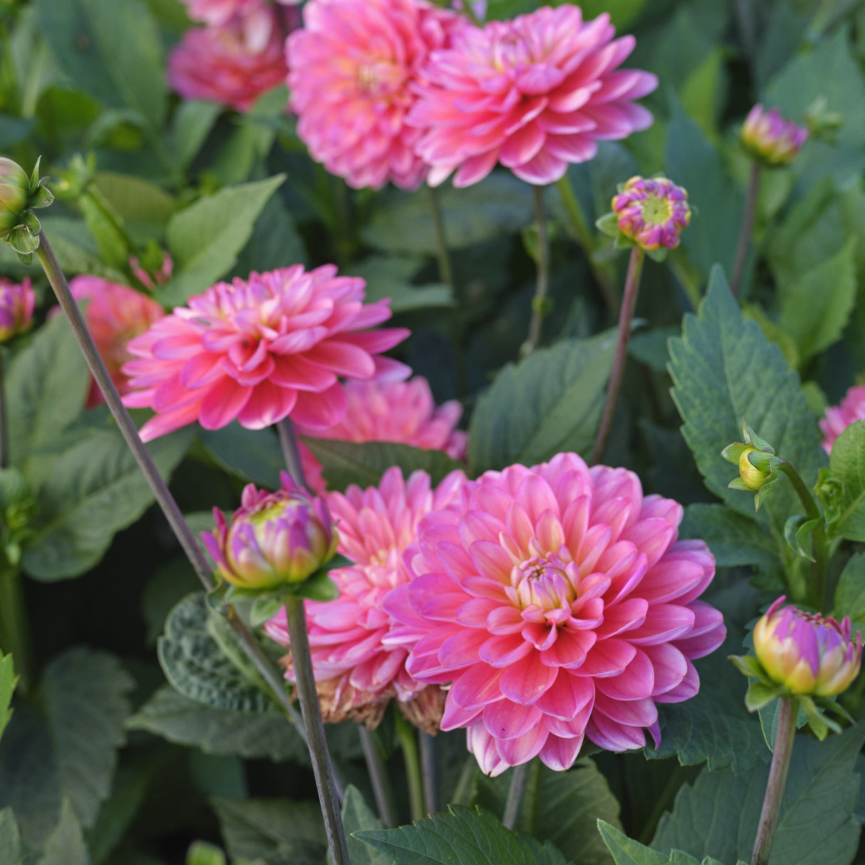 Dahlia Melody 'Allegro'
