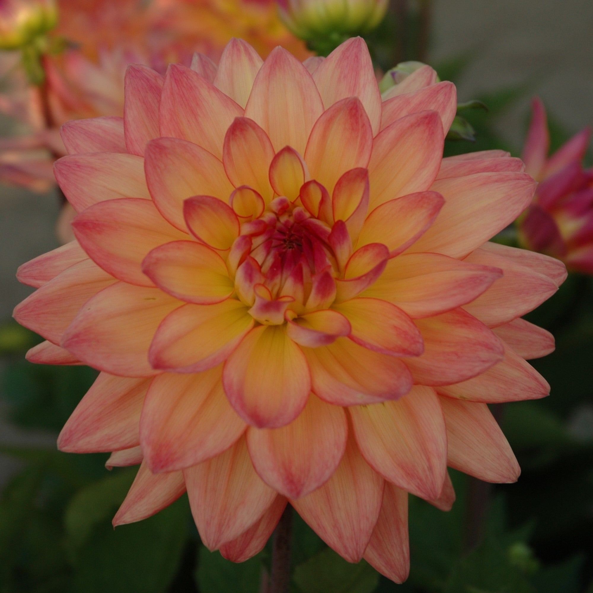 Dahlia Melody 'Dora'