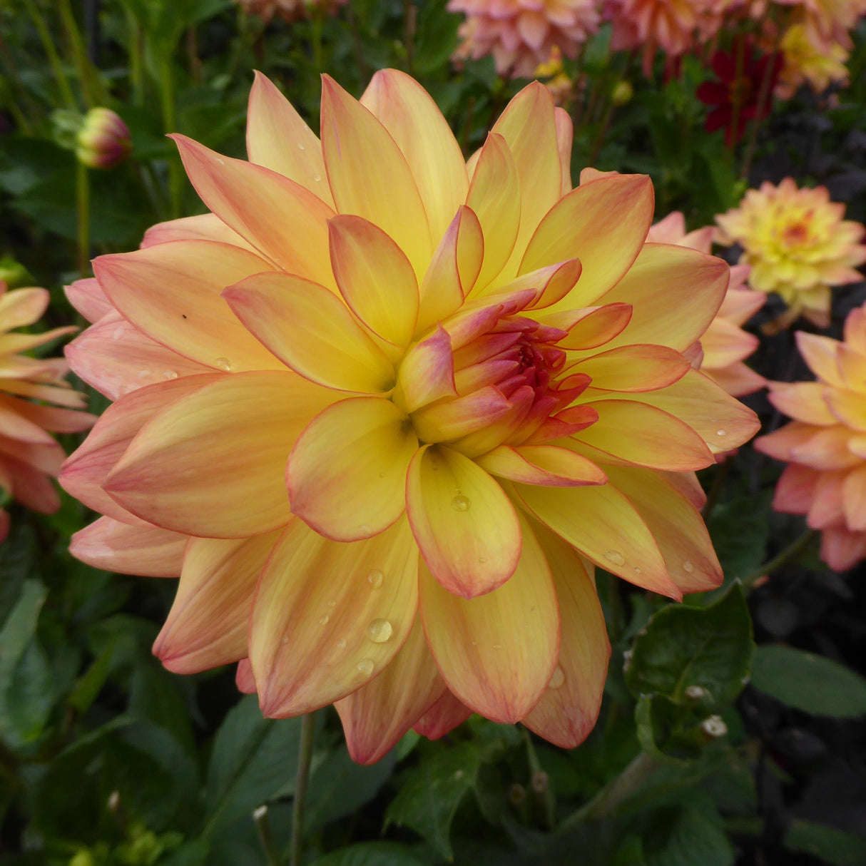 Dahlia Melody 'Dora'
