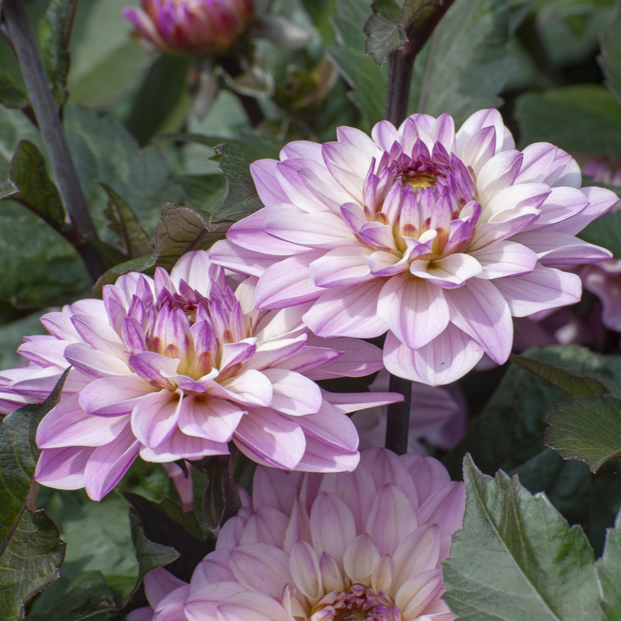 Dahlia 'Melody Harmony'