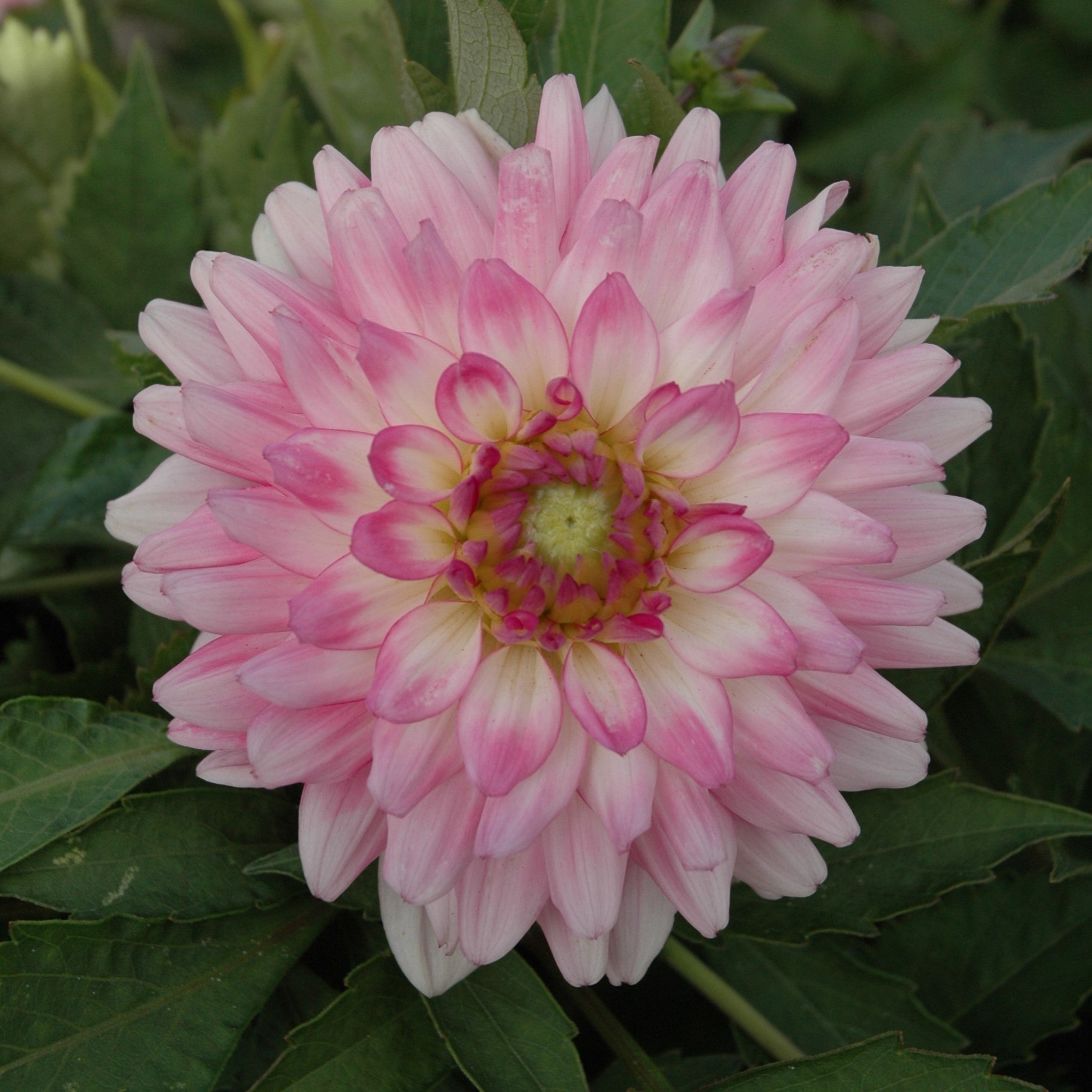 Dahlia 'Melody Lizza'