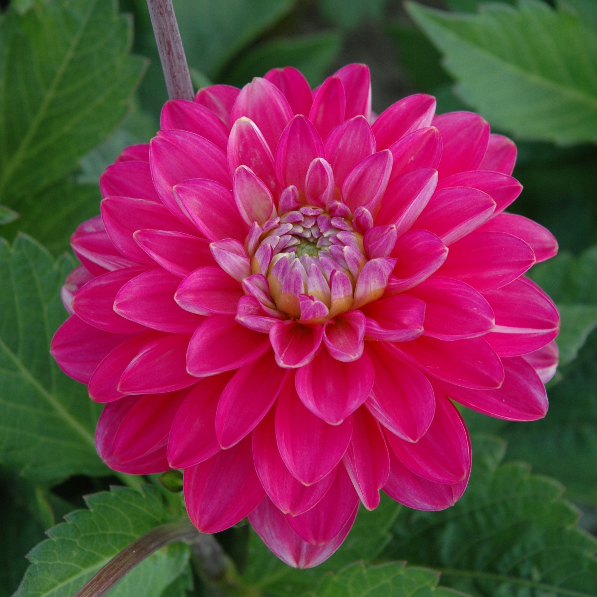 Dahlia 'Melody Pink Allegro'