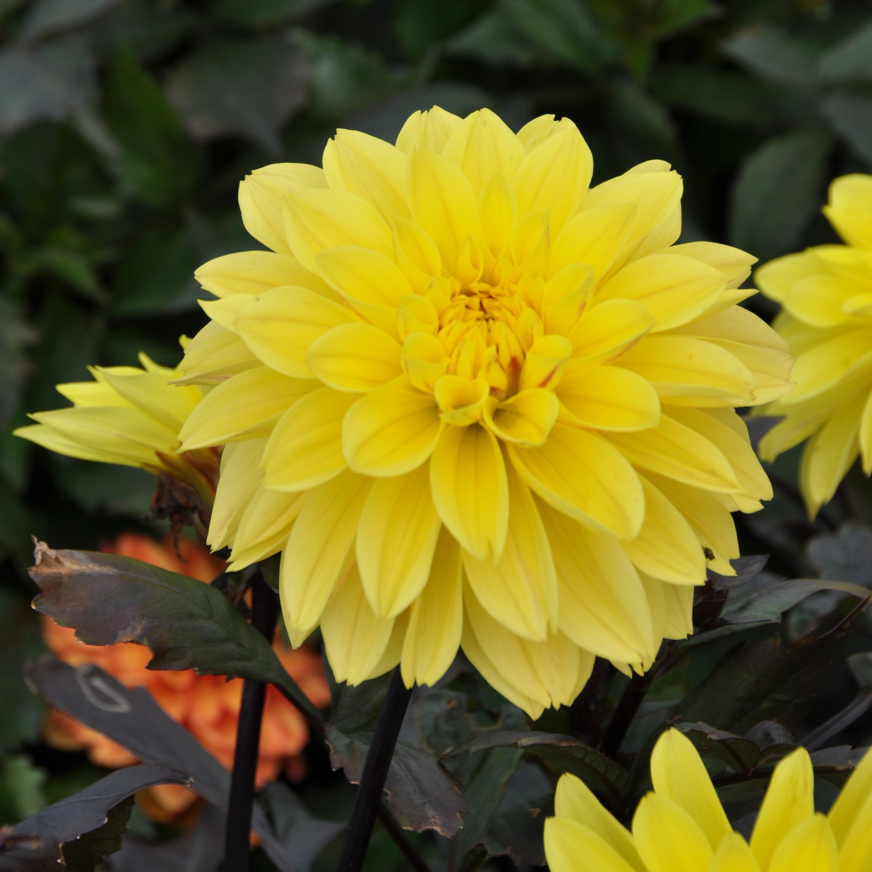 Dahlia 'Meteorite'