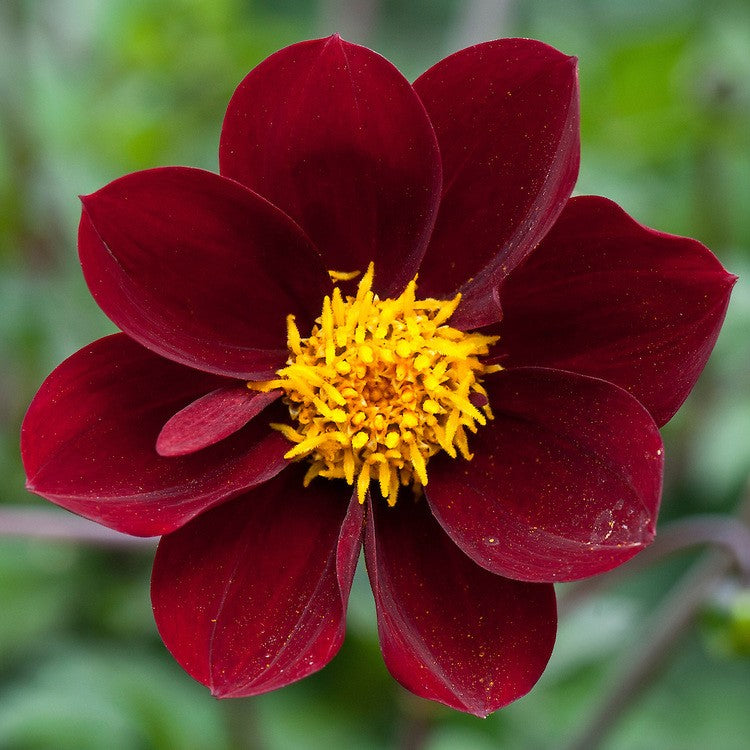 Dahlia 'Mexican Star'