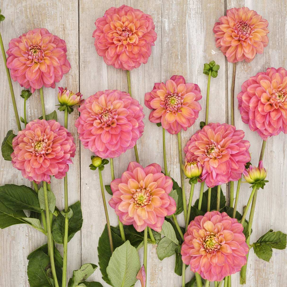 Dahlia 'Milena Fleur'