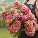 Dahlia 'Milena Fleur'