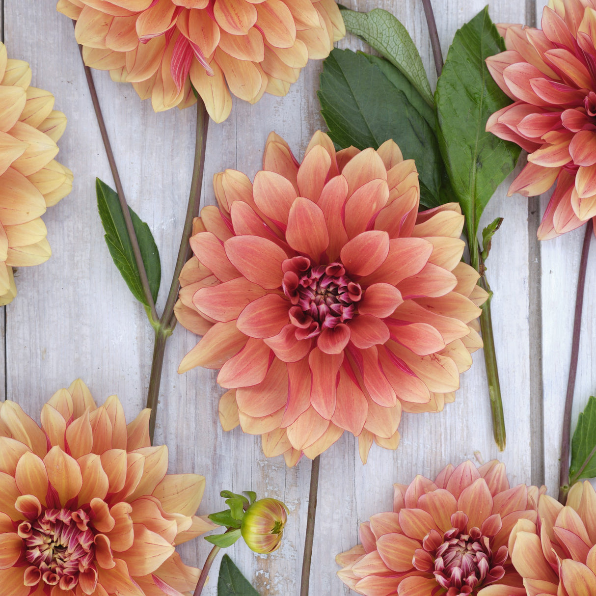 Dahlia 'Miss Brandy'