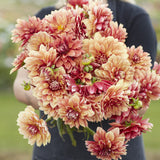 Dahlia 'Miss Brandy'