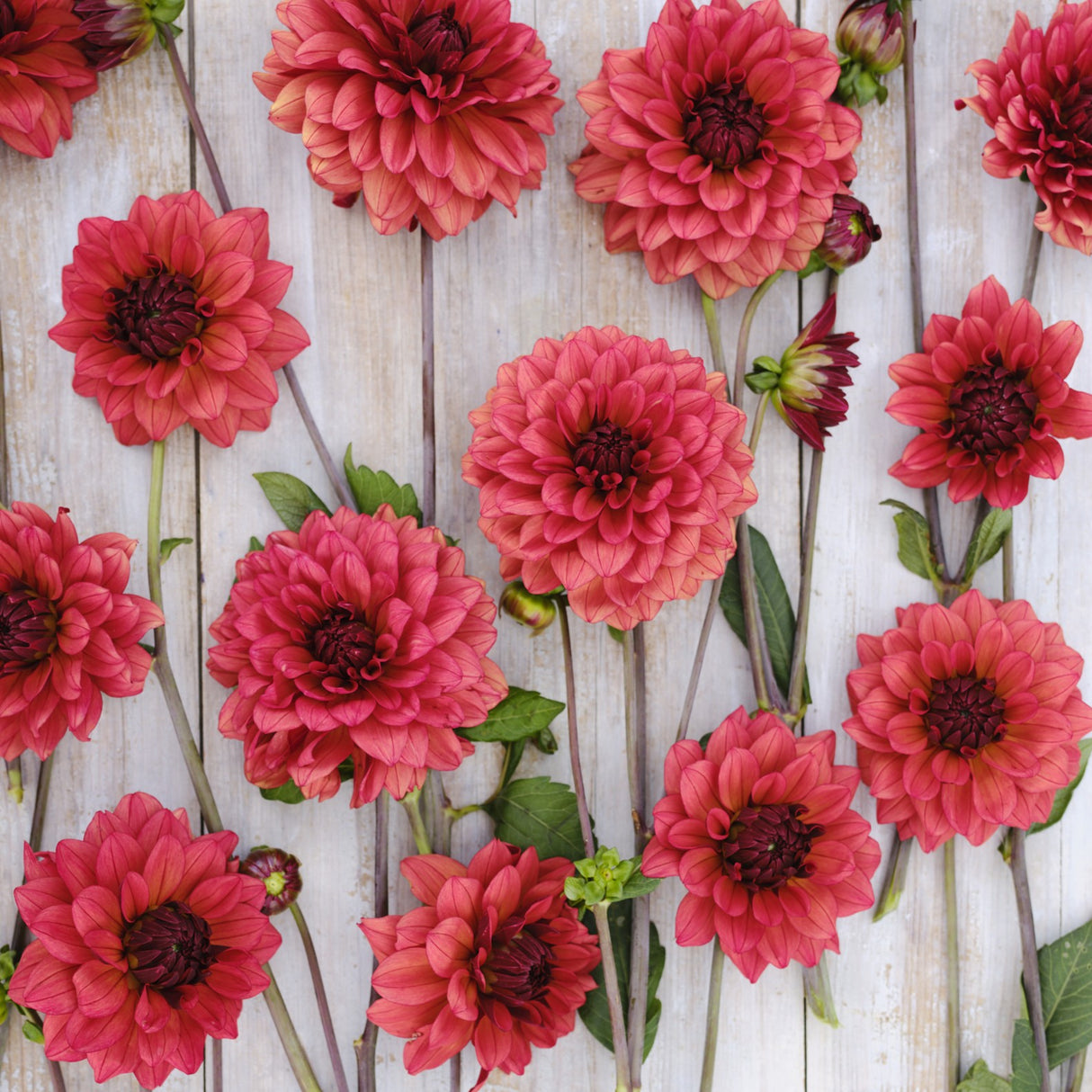 Dahlia 'Misses Miley'