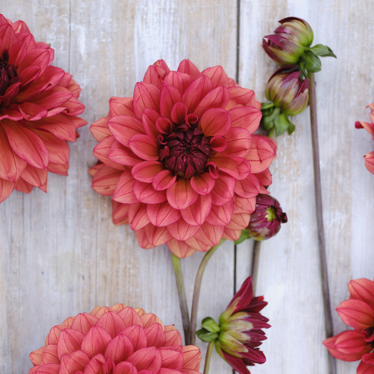 Dahlia 'Misses Miley'