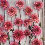 Dahlia 'Missis Dutch'