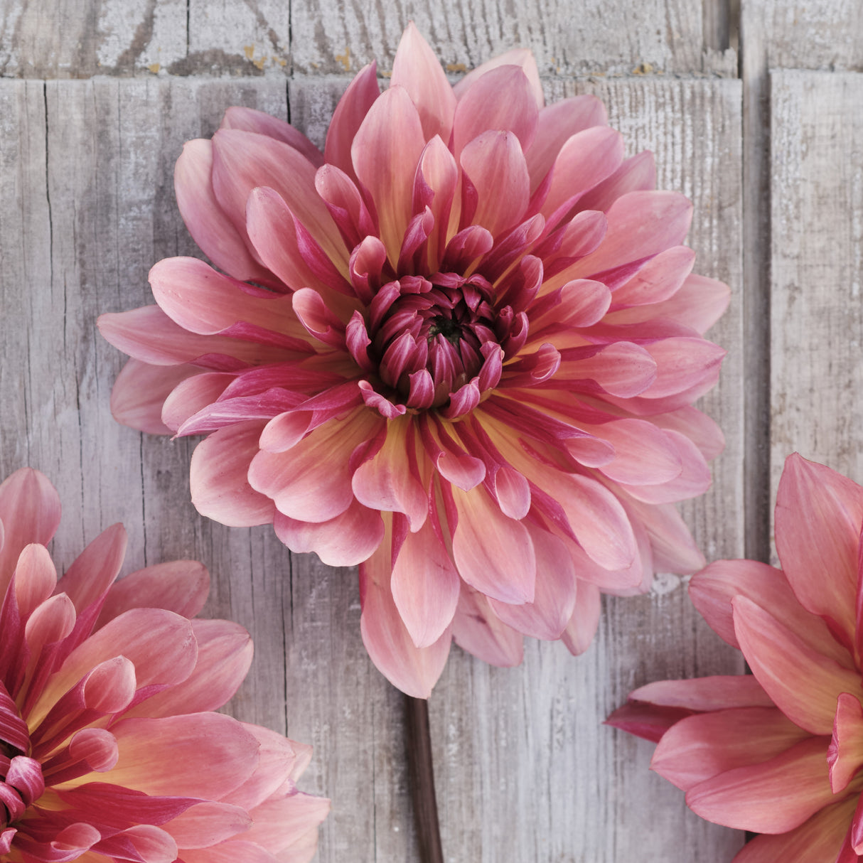 Dahlia 'Missis Dutch'