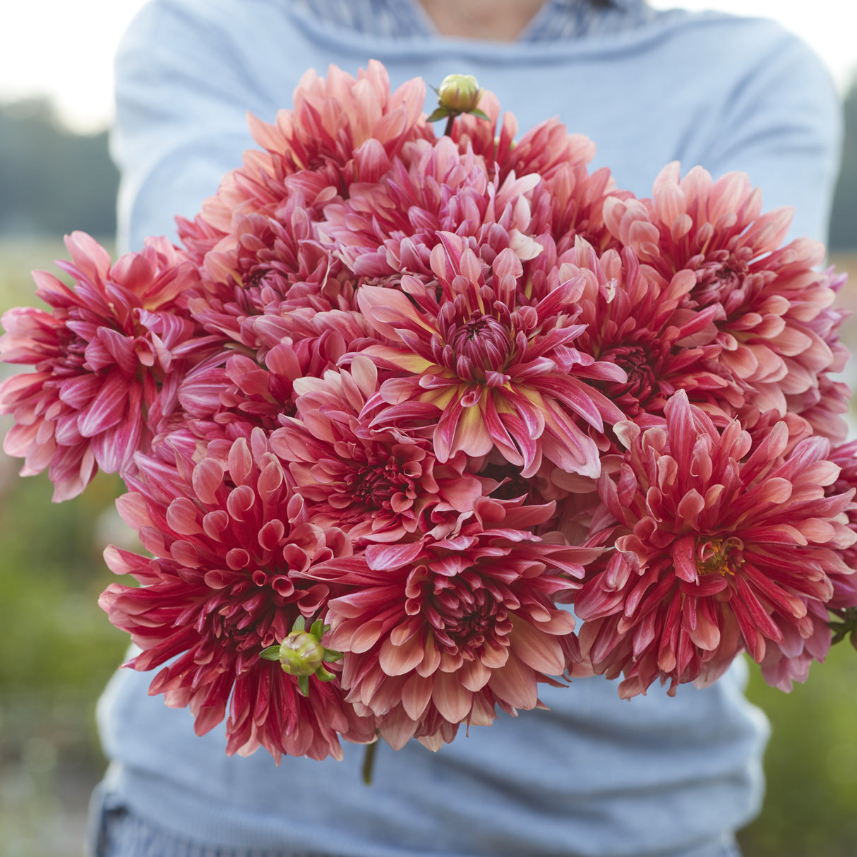 Dahlia 'Missis Dutch'