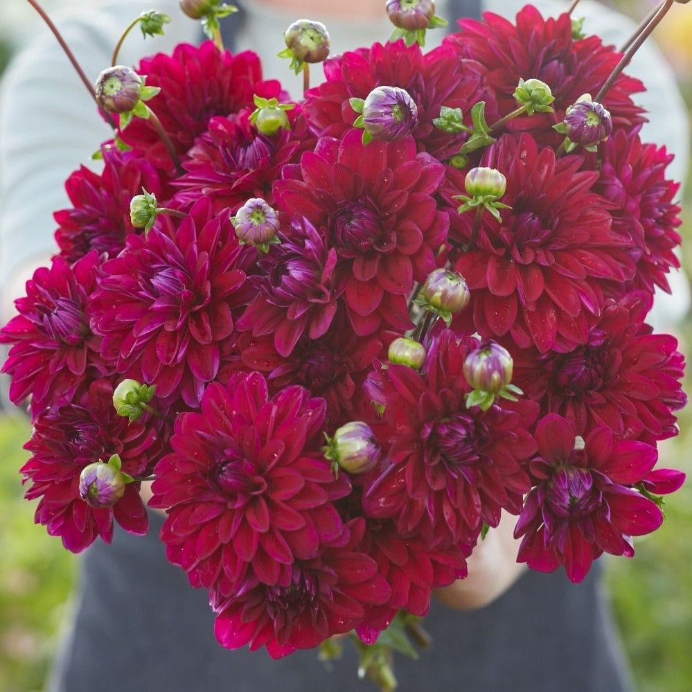 Dahlia 'Mister Blue'